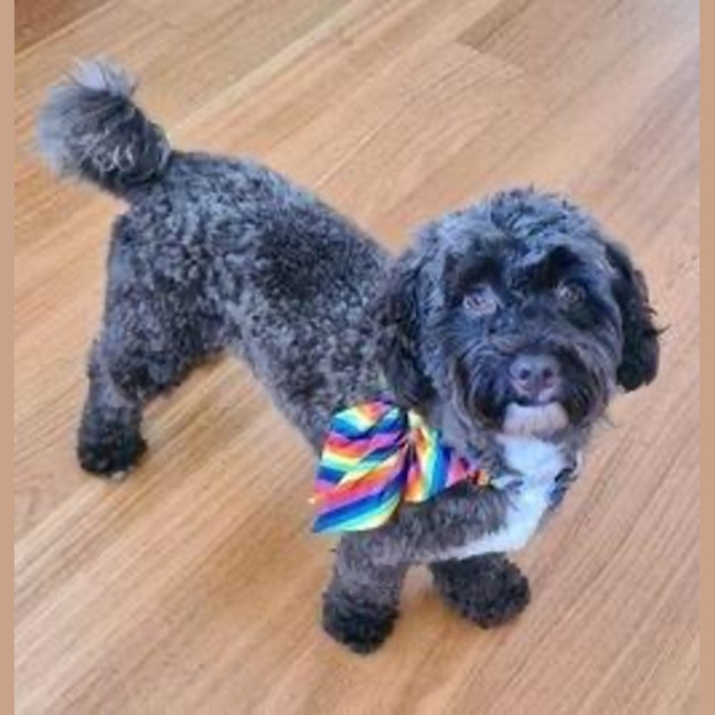 Photo of Bertie Kumara