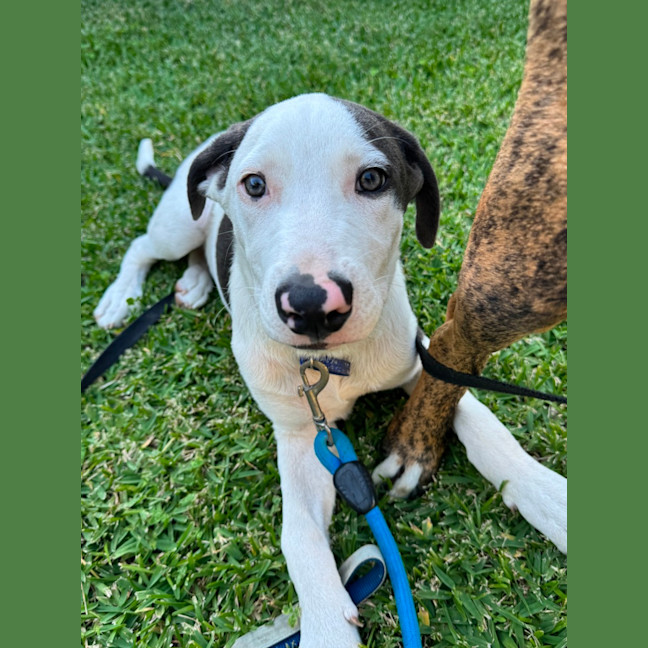 Photo of Hex   5 Month Old Mastiff X
