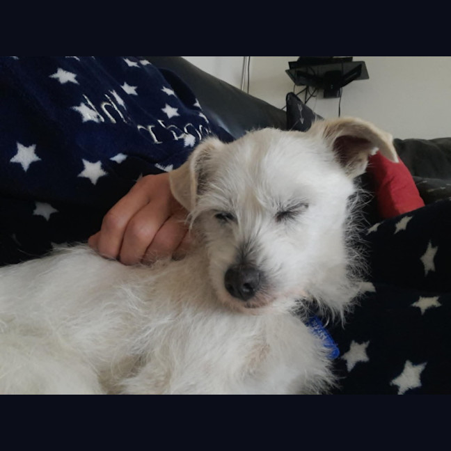 Photo of Gus   11 Year Old Jack Russell X