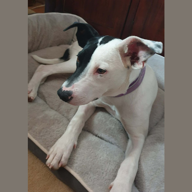 Photo of Dorothy Gale