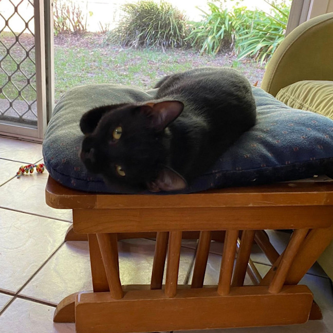 Photo of Hoshi