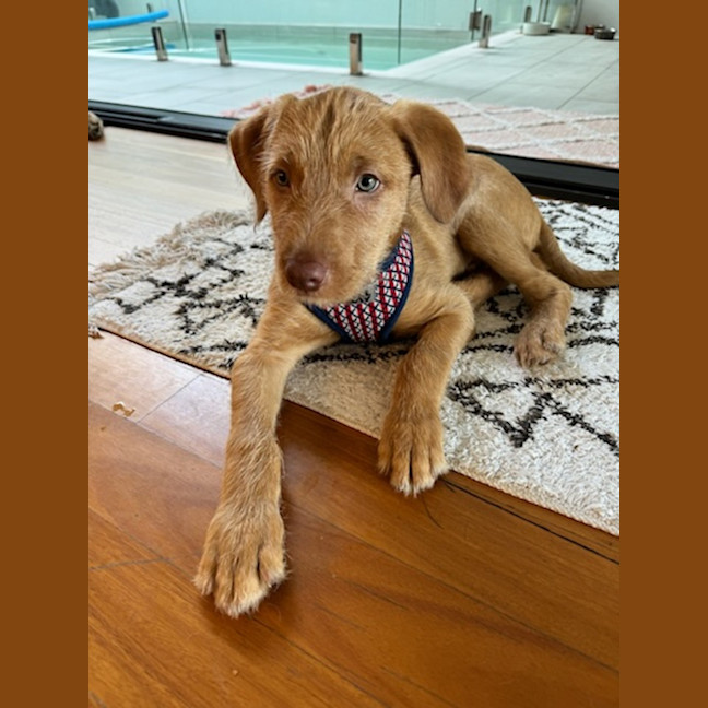 Photo of Toffee