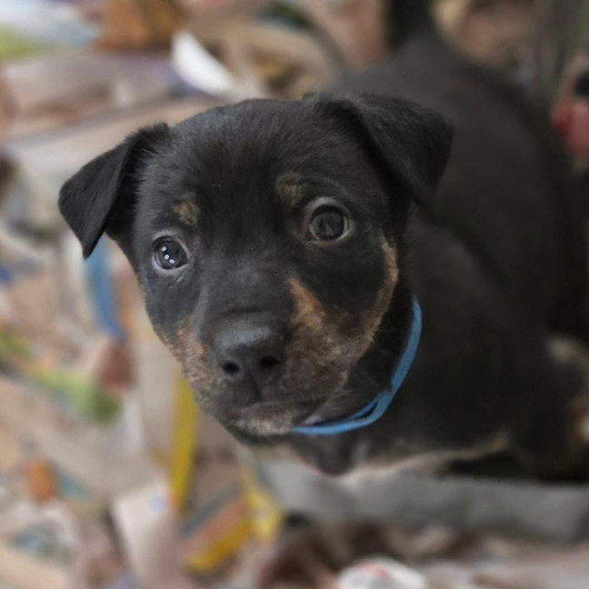 Photo of The Swedish Chef 