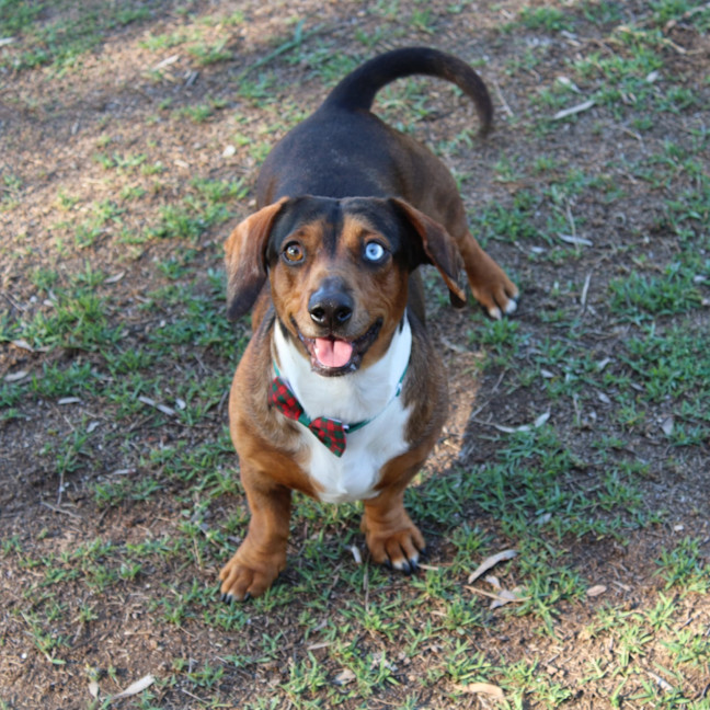Photo of Buddy