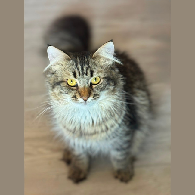 Photo of Tiger