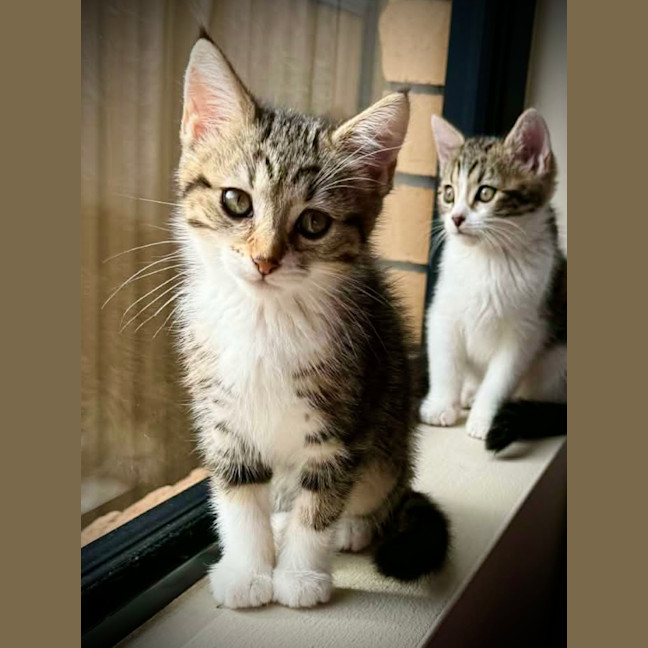 Photo of Eevee
