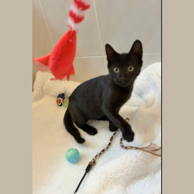 Photo of Merlin