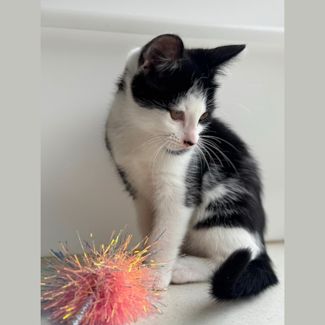 Photo of Coco Chanel