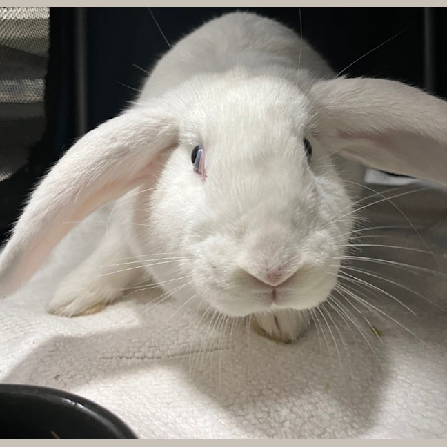 Photo of Dumbo *Available At Petstock Milperra*