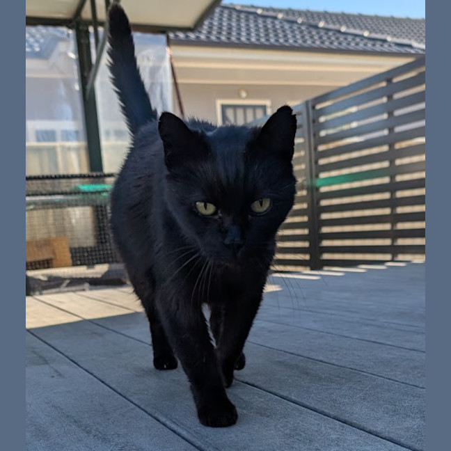 Photo of Blacky ** Total Lovebug **