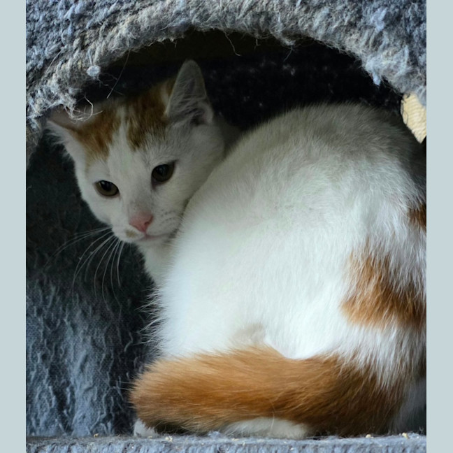 Photo of Clancy