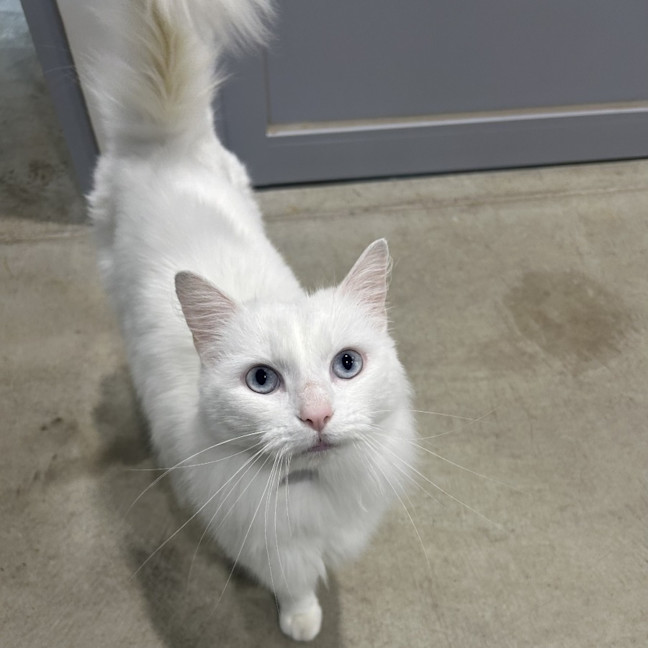 Photo of Misty