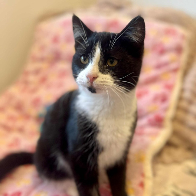 Photo of Jasper   In Foster In Doreen