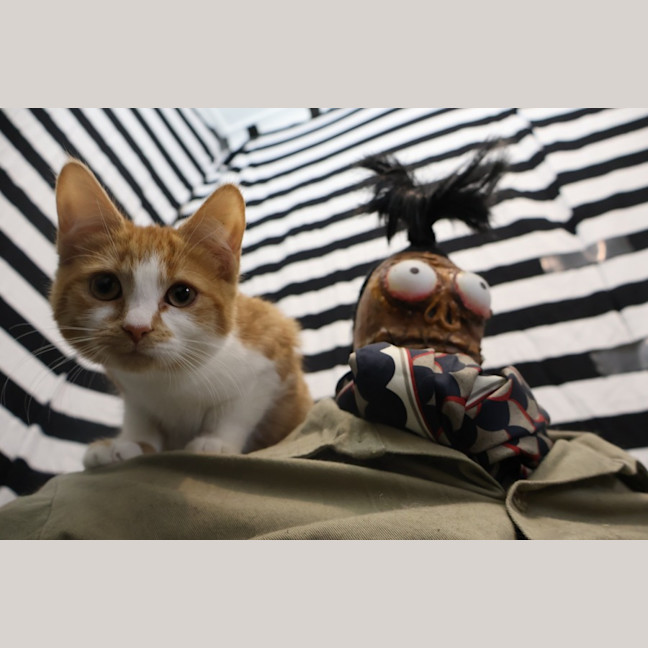 Photo of Four Beetlejuice Kittens!