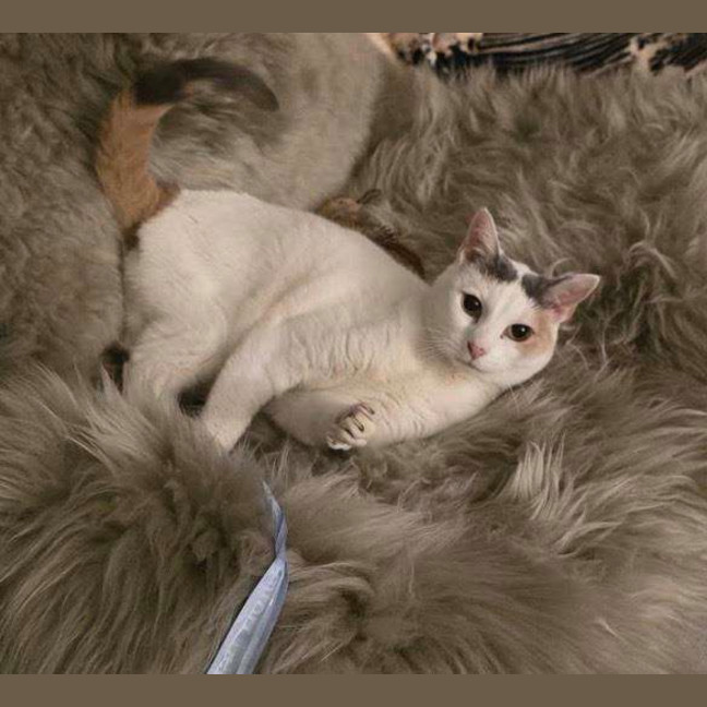 Photo of Angel