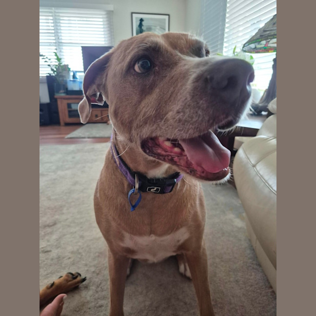 Photo of Bonnie   7 Year Old Ridgeback X