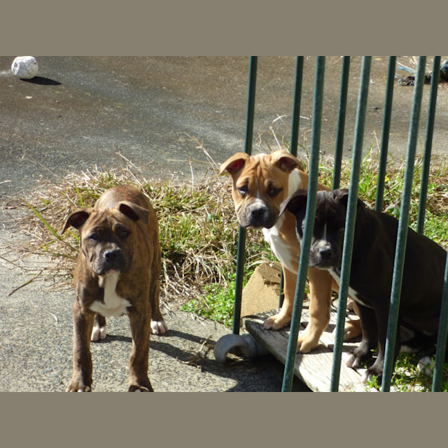 Photo of Cali
