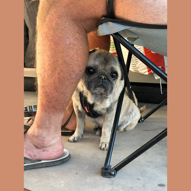 Photo of Prince 👑