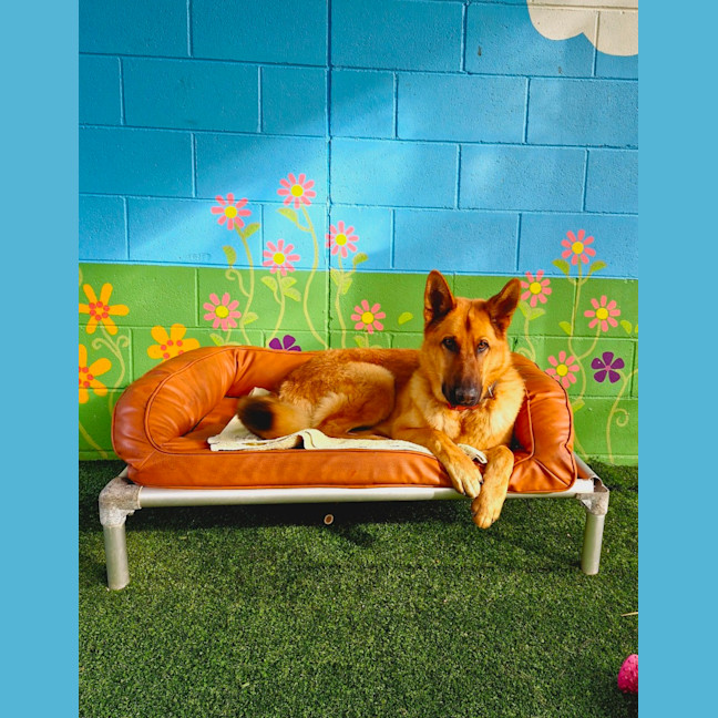 Photo of D1157 Sarge