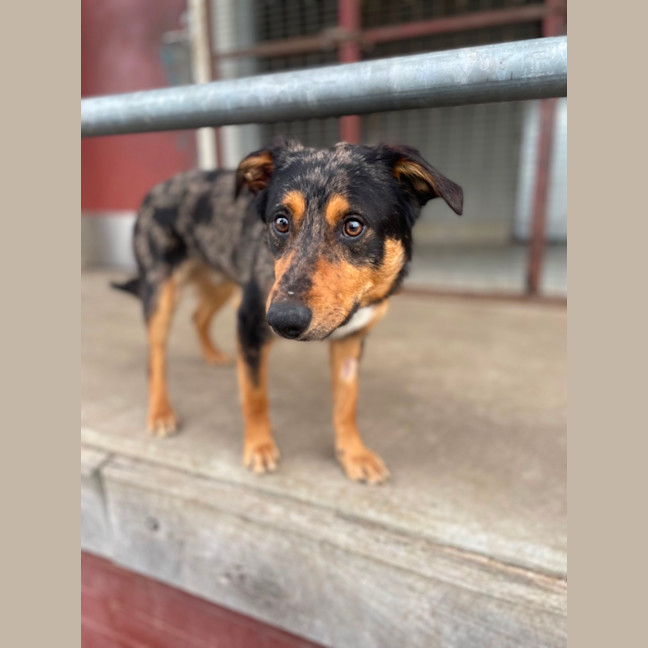 Photo of Buddy