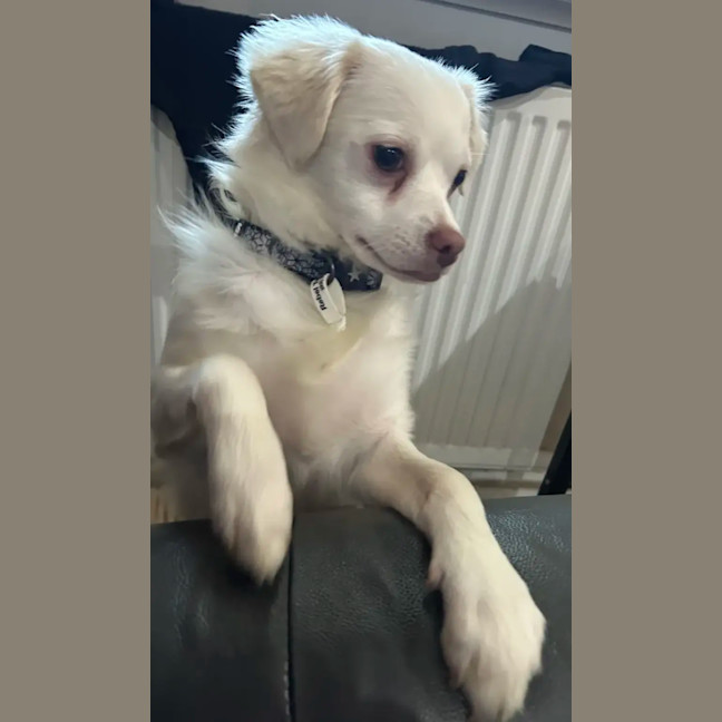 Photo of Teddy