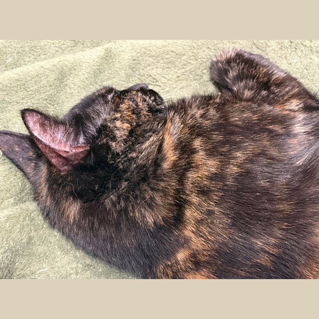 Photo of Magnolia 