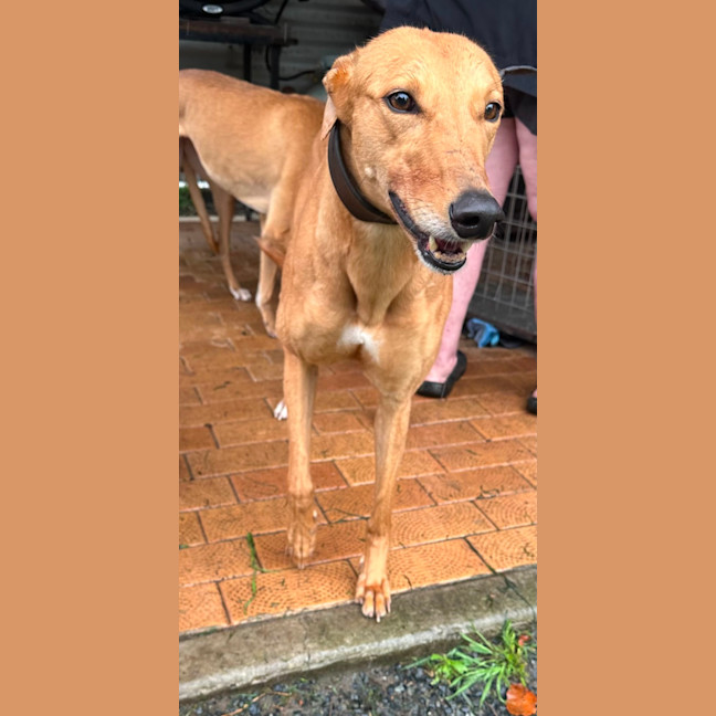 Photo of Goldie