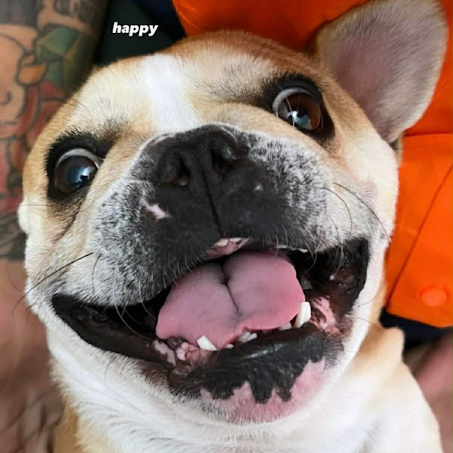 Photo of Lulu 🌸 Assisted Rehome