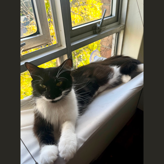 Photo of Polly