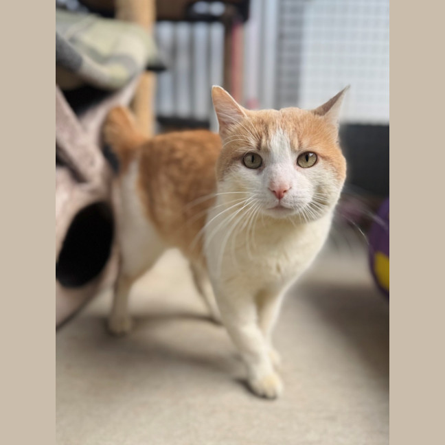 Photo of Mango 