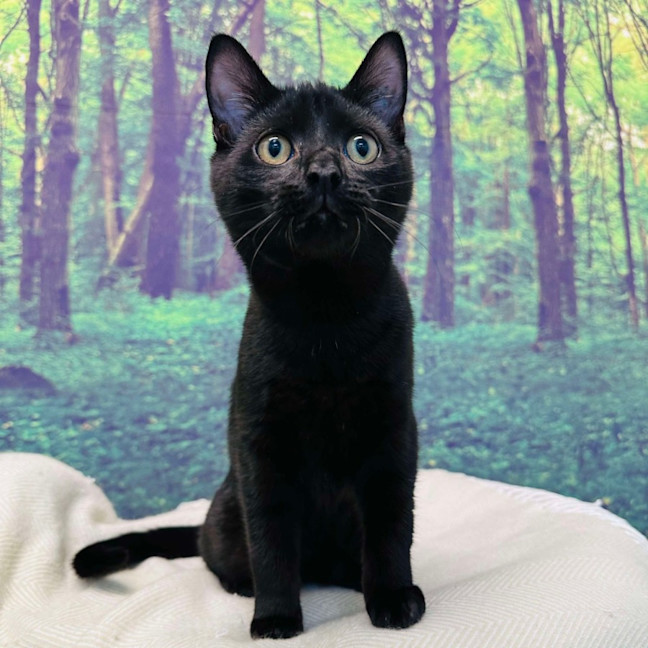 Photo of Eclipse   Located In Preston