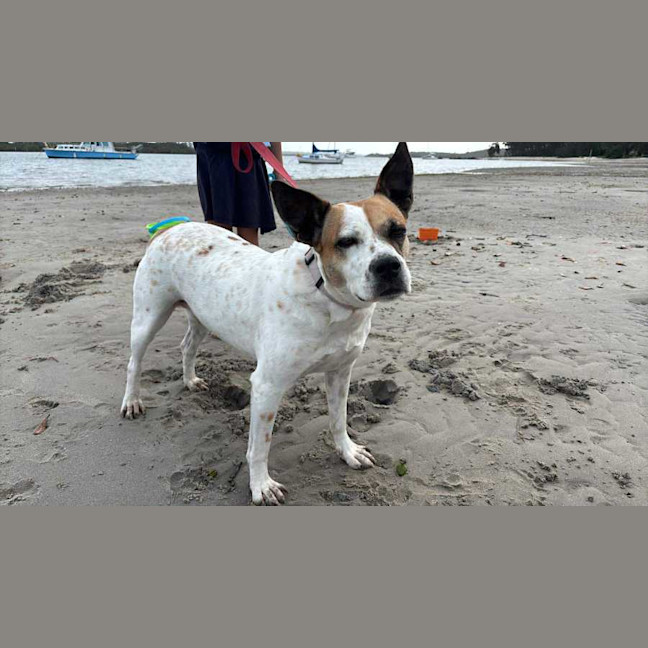 Photo of Sheila   2 Year Old Staffy X