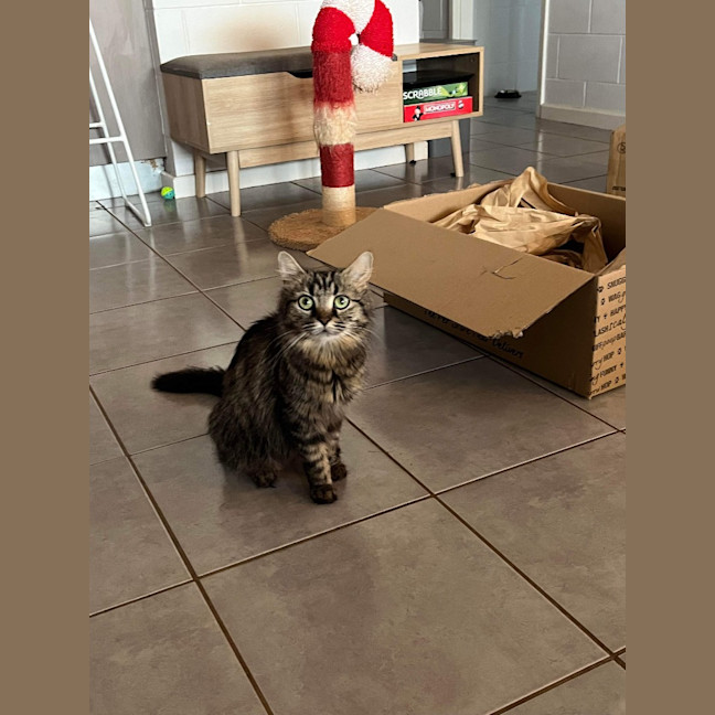 Photo of Nashi (Quinn)