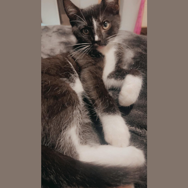 Photo of Astro