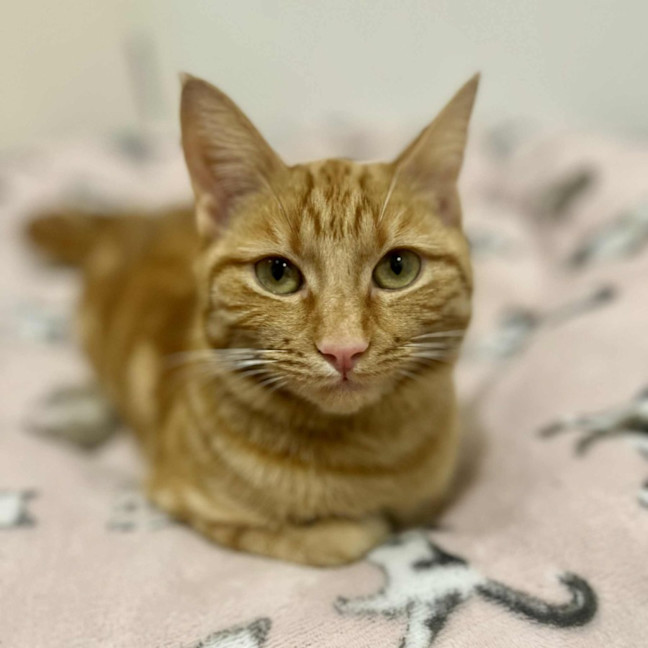 Photo of Saffron   In Foster Care In Doreen