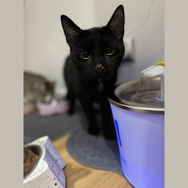 Photo of Cindo   4 Year Old Domestic Short Hair