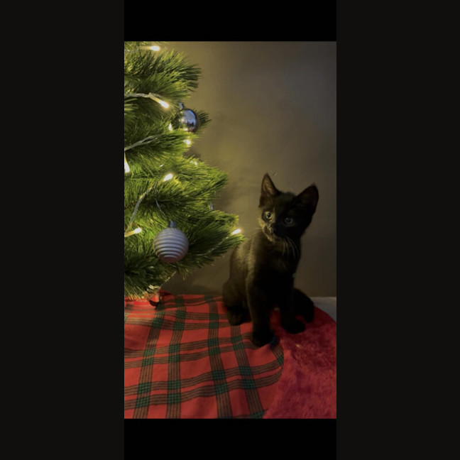 Photo of Sirius