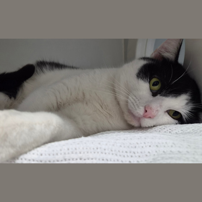 Photo of Jax