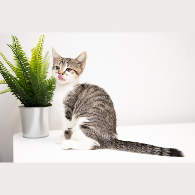 Photo of Daisy