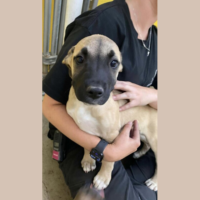 Photo of Nova
