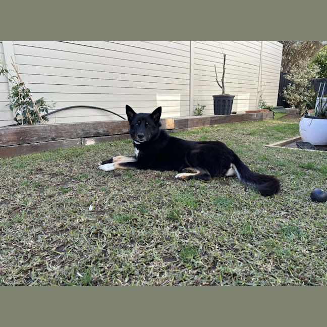 Photo of Black Forest