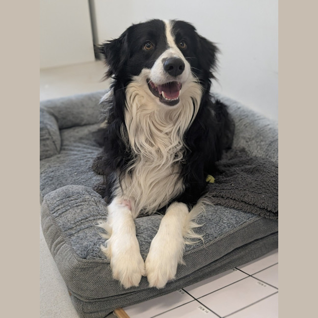 Photo of 🍎 Archie 6574 🍎