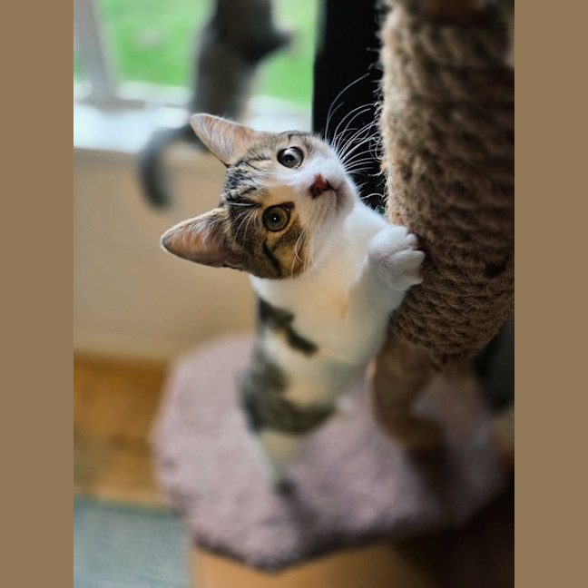 Photo of Hazelnut   In Foster Care In Northcote