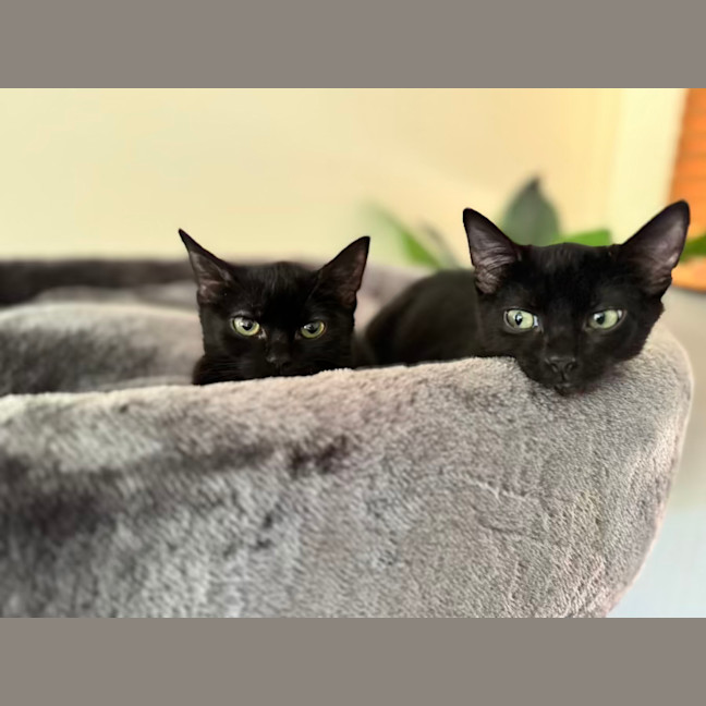 Photo of Lily And Bluebelle