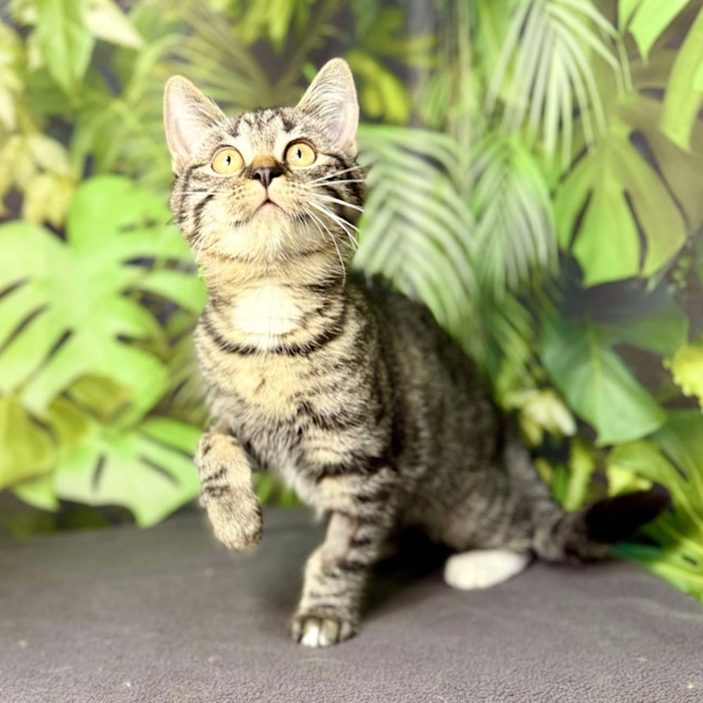 Photo of Ophelia (Located In Preston) 