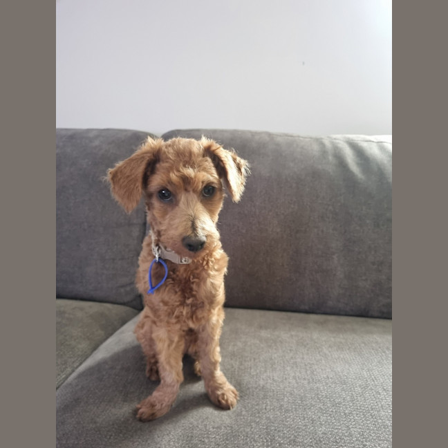 Photo of Dewey   4 Month Old Toy Poodle