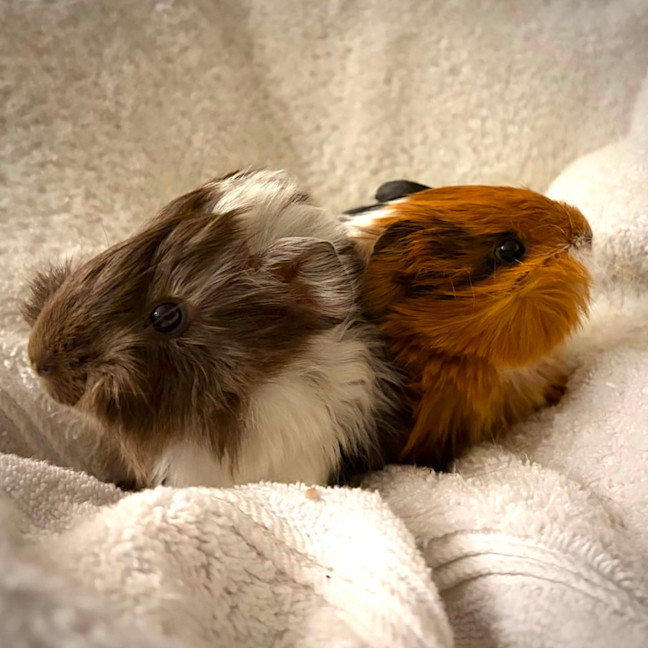 Photo of Maverick & Goose