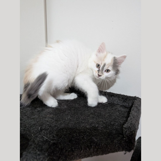 Photo of Crumpet