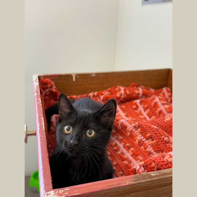 Photo of Pebbles   Pet Stock Invermay