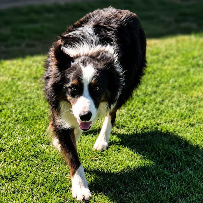 Photo of Bailey